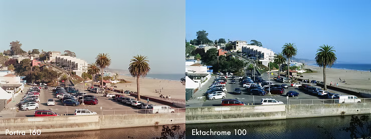 palm-trees.jpg