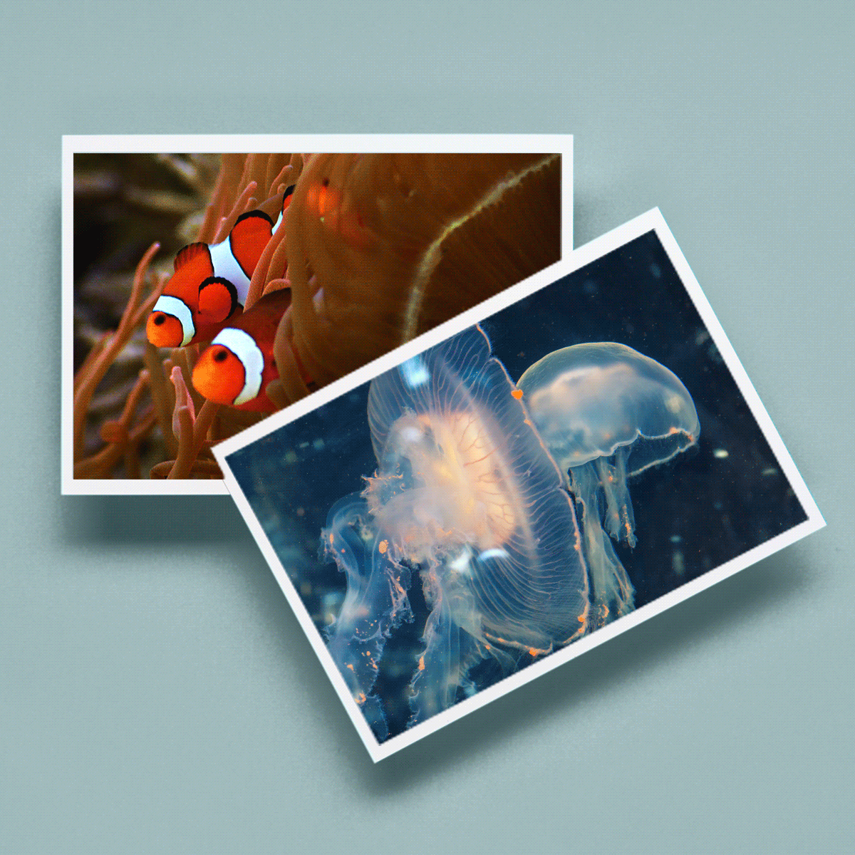 07-07-26-Last-Day---Select-Size-MetalPrints-AND-Prints-BayBooks_02.gif