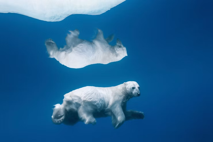 polar-bears.avif