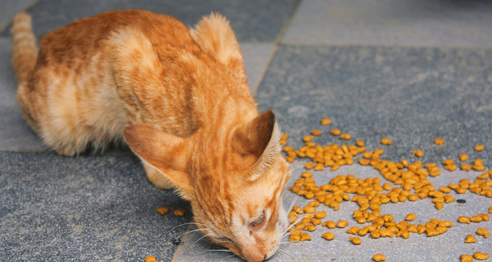 Foto ilustrativa do artigo: Gato vomitando ração: o que pode ser (e o que fazer)
