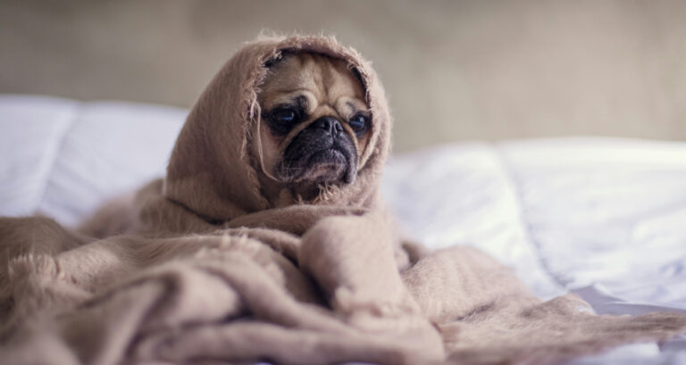 Foto ilustrativa do artigo: Gripe canina: sintomas, causas e tratamento