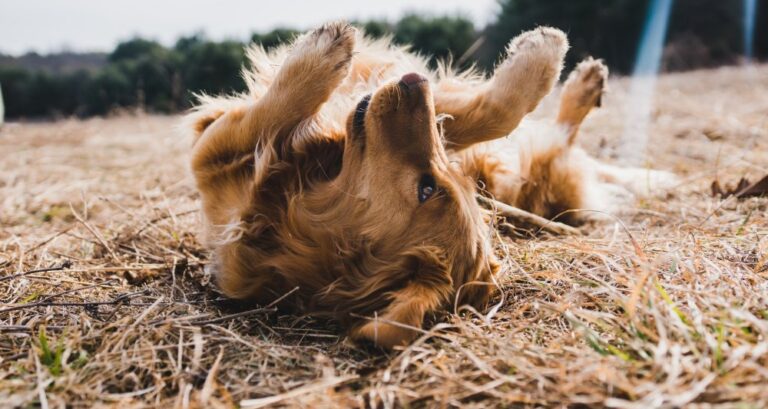 cachorro-se-cocando-muito-768x409.jpg
