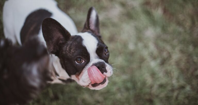 Foto ilustrativa do artigo: Cachorro lambendo o chão: o que significa (e o que fazer)