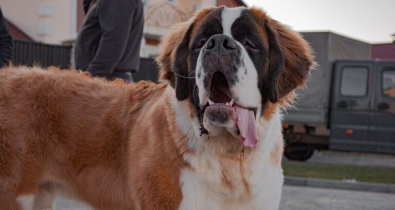 Foto ilustrativa do artigo: Displasia coxofemoral: o que é, sintomas e tratamento