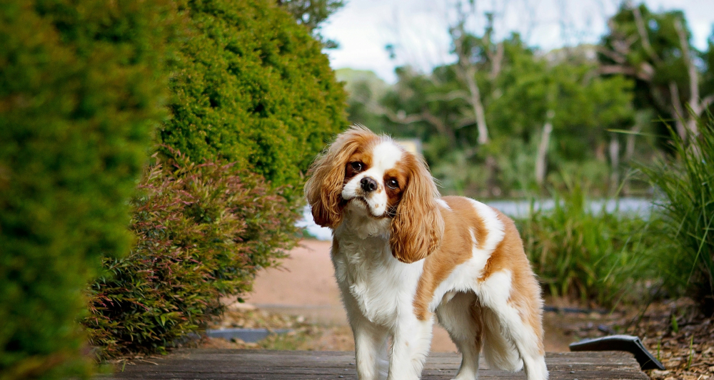 cavalier-king-charles-spaniel.jpg
