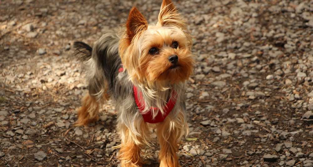 yorkshire-terrier.jpg
