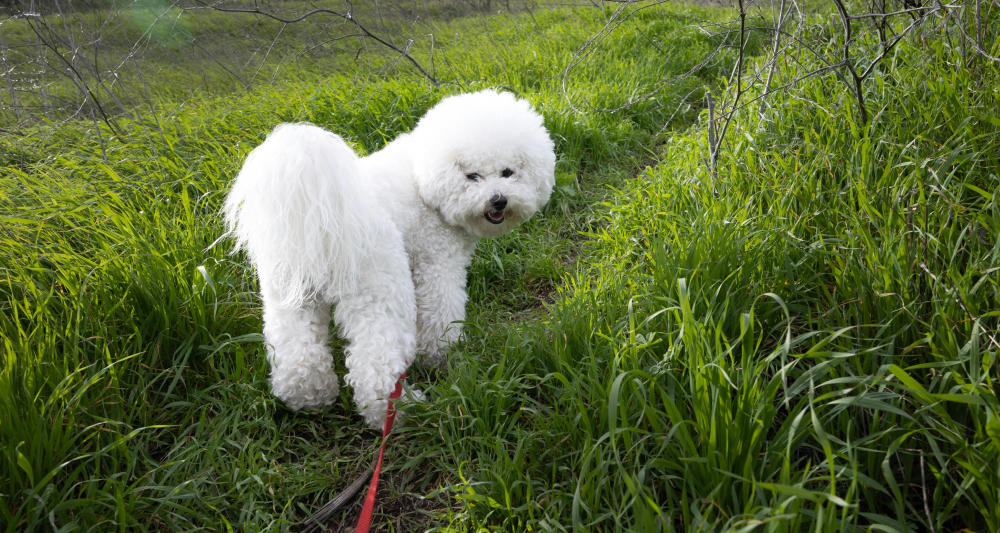 bichon-frisé.jpg