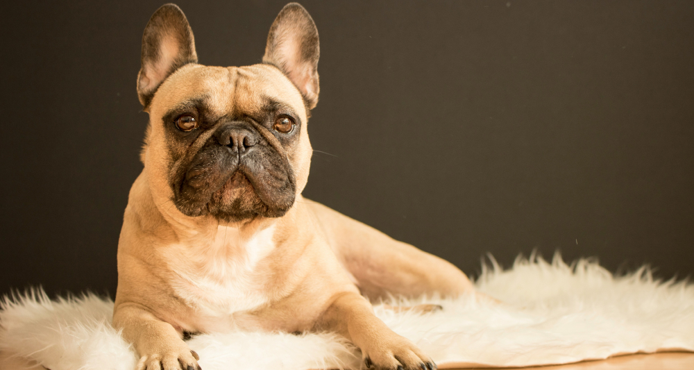 bulldog-francês.jpg