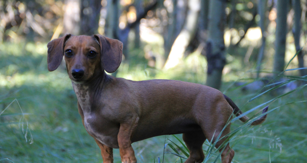 dachshund-pelo-curto.jpg