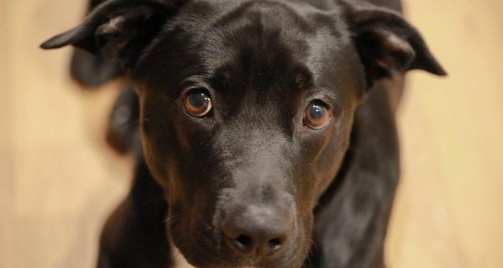 tosse-dos-canis.jpg