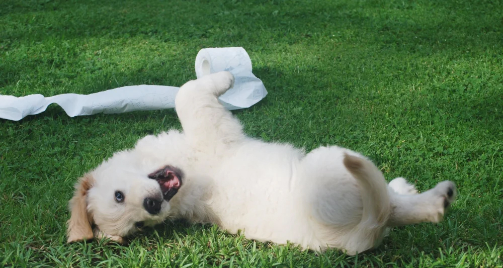 remedio-caseiro-para-cachorro-defecar.jpg