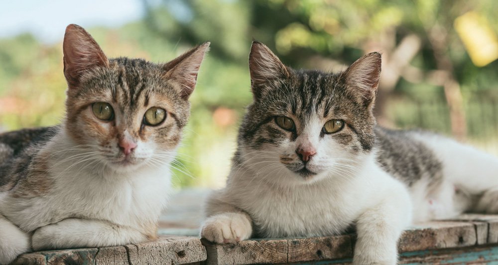Foto ilustrativa do artigo: Gato fêmea ou macho: 5 diferenças principais