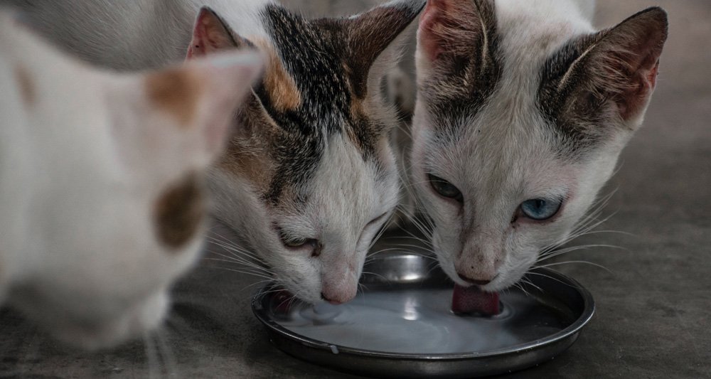 Foto ilustrativa do artigo: Pode dar leite para gato? (e filhotes?)