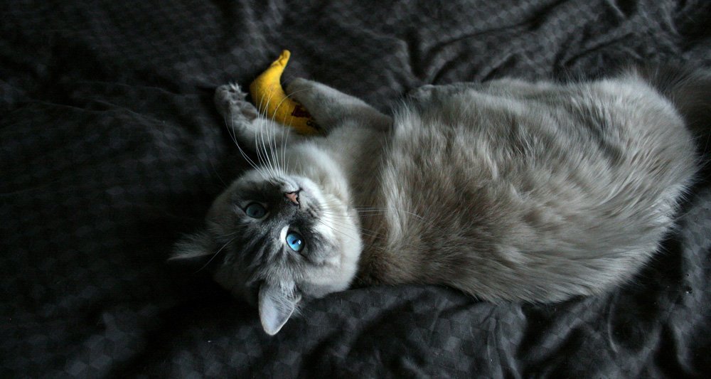 Foto ilustrativa do artigo: Gato pode comer banana?