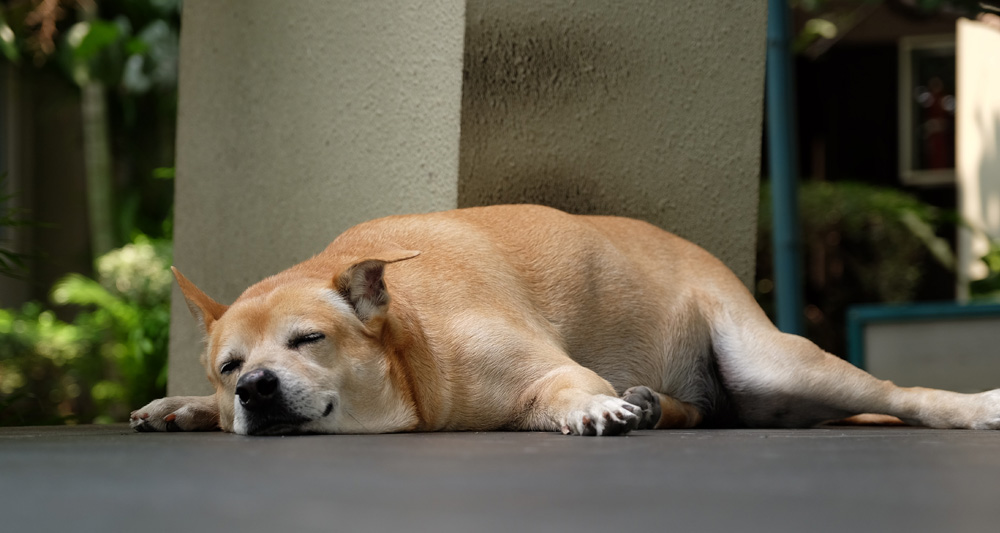 calmante-para-cachorro.jpg
