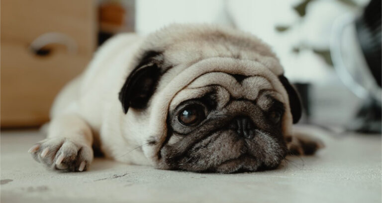 Foto ilustrativa do artigo: Cachorro vomitando amarelo: 6 causas (e o que fazer)