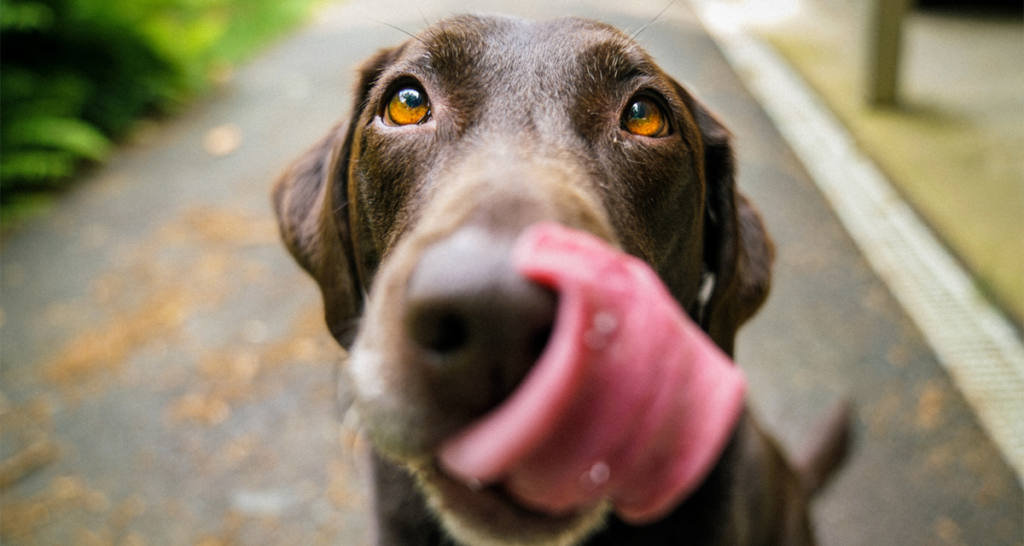 Foto ilustrativa do artigo: Cachorro pode comer mandioca? (cozida ou crua?)