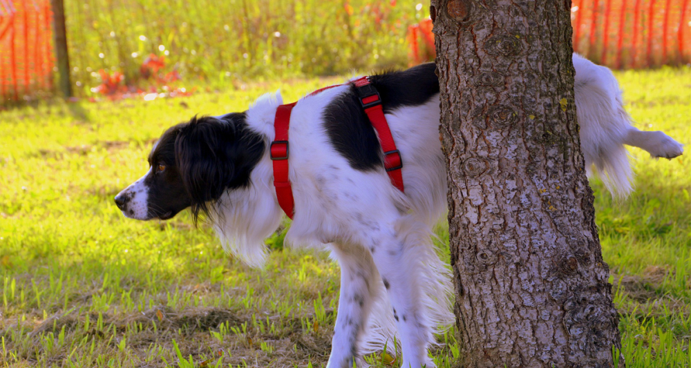 Foto ilustrativa do artigo: Cachorro urinando sangue: o que pode ser (e o que fazer)