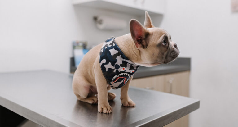 Foto ilustrativa do artigo: Castração de cachorro e gato: quando fazer, vantagens (e cuidados)