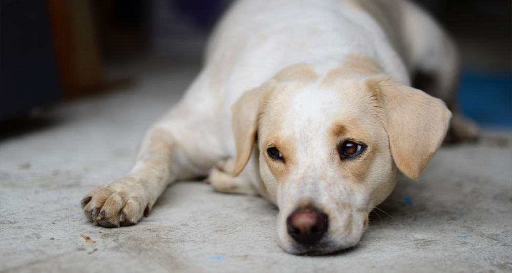 Foto ilustrativa do artigo: Dirofilariose: o que é, sintomas, causas, remédios e tratamento