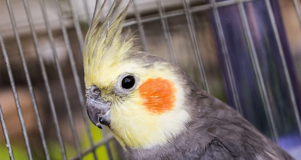 Foto ilustrativa do artigo: Calopsita: o que come, personalidade e como cuidar