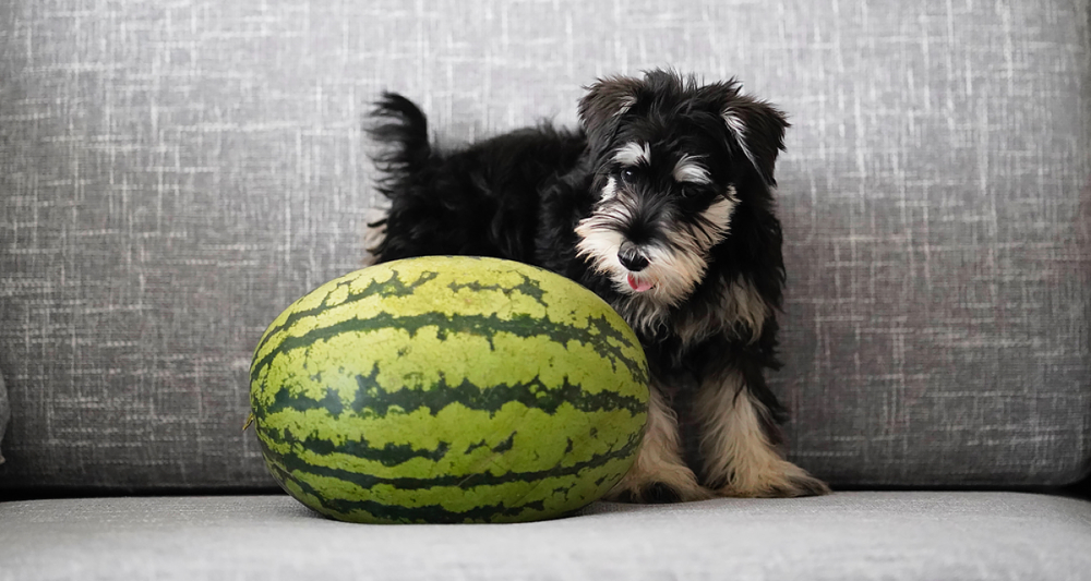 Foto ilustrativa do artigo: Cachorro pode comer melancia? e a casca?