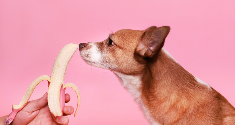 cachorro-pode-comer-banana.jpg