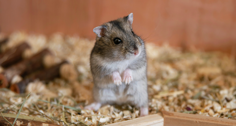 Foto ilustrativa do artigo: Hamster: informações, personalidade e cuidados importantes