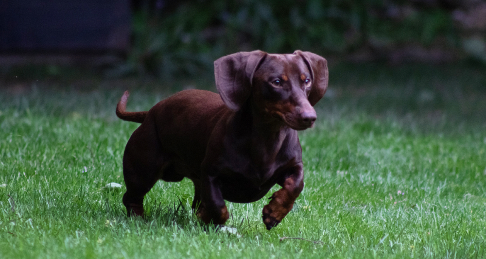 dachshund.jpg