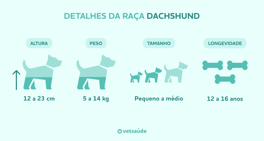 dachshund-caracteristicas.jpg