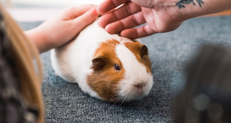 Foto ilustrativa do artigo: Porquinho da índia: origem, personalidade (e como cuidar)