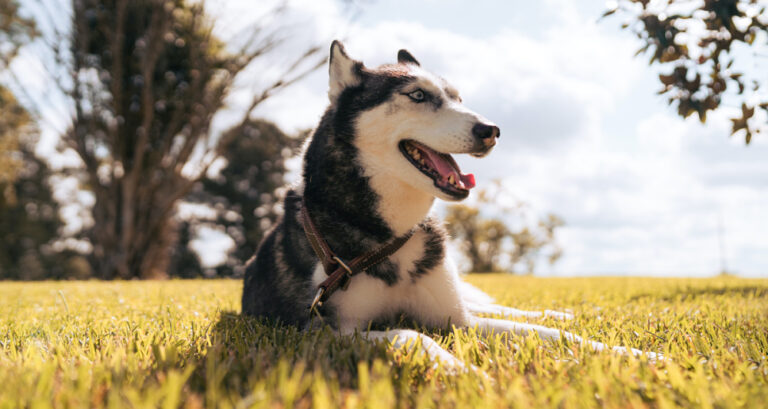 Foto ilustrativa do artigo: Husky siberiano: personalidade e características da raça