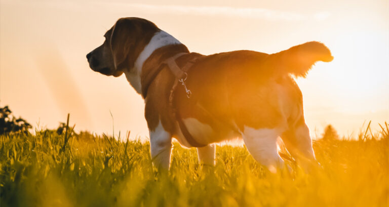 Foto ilustrativa do artigo: Boerboel: personalidade e características da raça