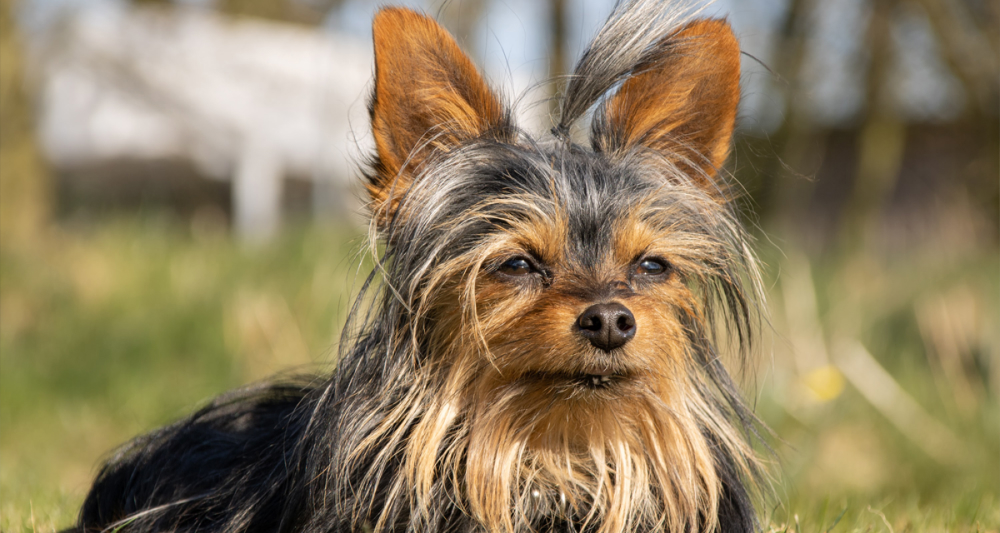 yorkshire-terrier (1).jpg