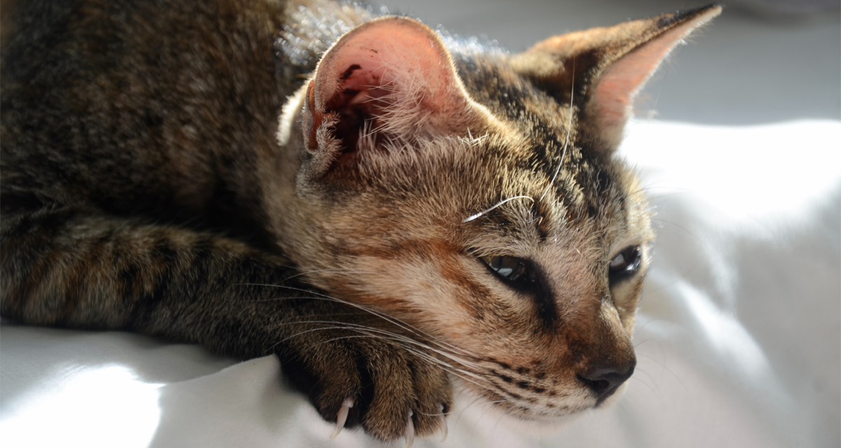 Foto ilustrativa do artigo: Esporotricose: o que é, sintomas e tratamento