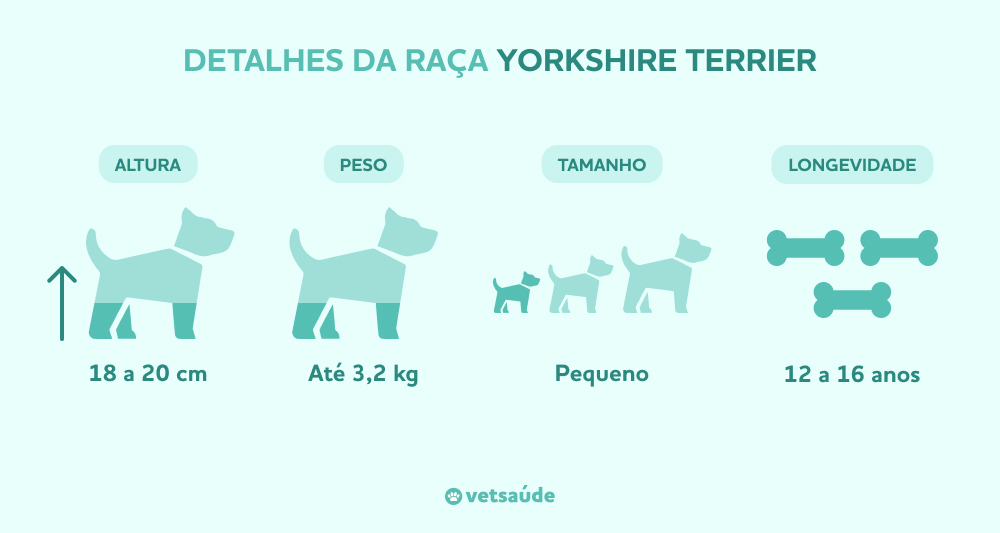 yorkshire-terrier-caracteristicas.jpg
