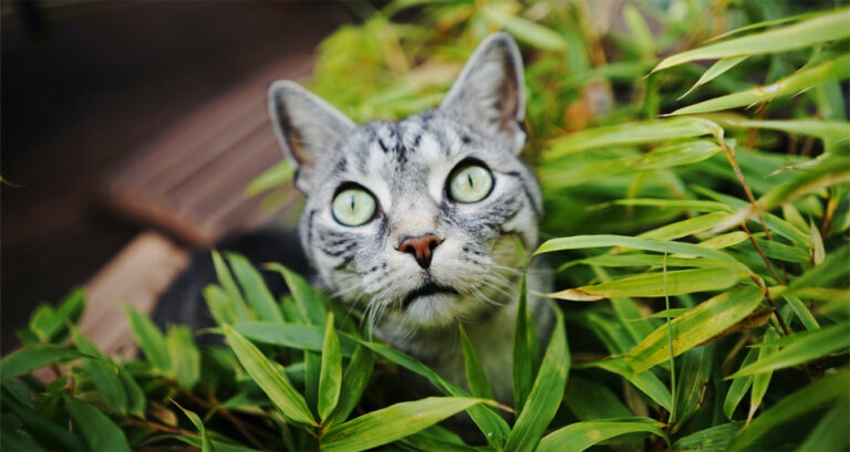 Foto ilustrativa do artigo: Catnip: o que é, para que serve, como usar (e efeitos)