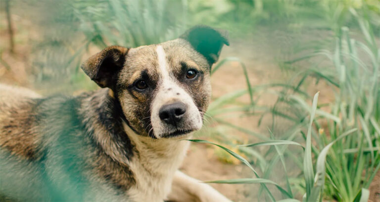 Foto ilustrativa do artigo: Leishmaniose canina: o que é, sintomas e tratamento