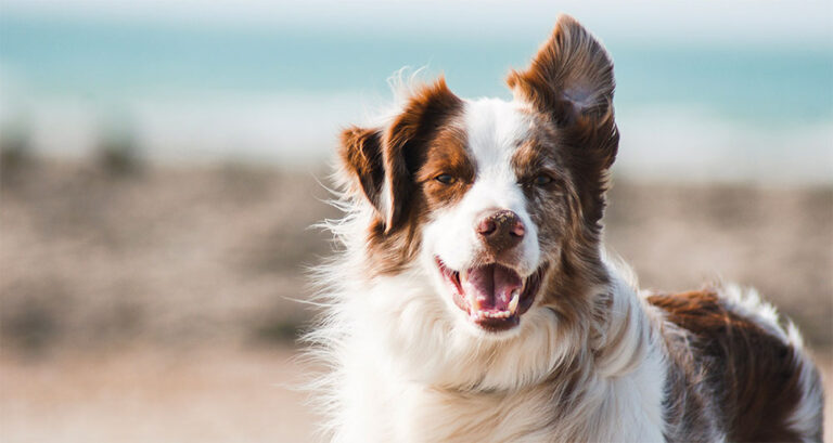 Foto ilustrativa do artigo: Cinomose: o que é, sintomas, causas e cura