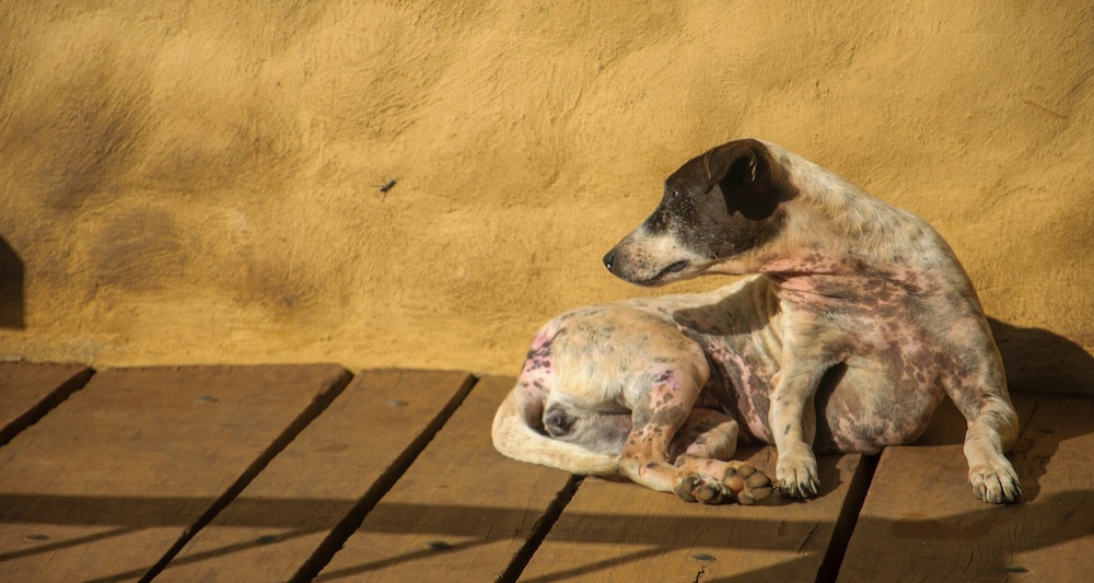 Foto ilustrativa do artigo: Como curar sarna em cachorro: medicamentos e remédios caseiros