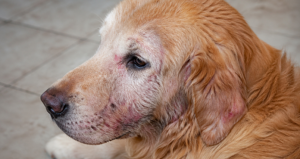 Foto ilustrativa do artigo: Dermatite em cachorro: o que é, causas (e como tratar)