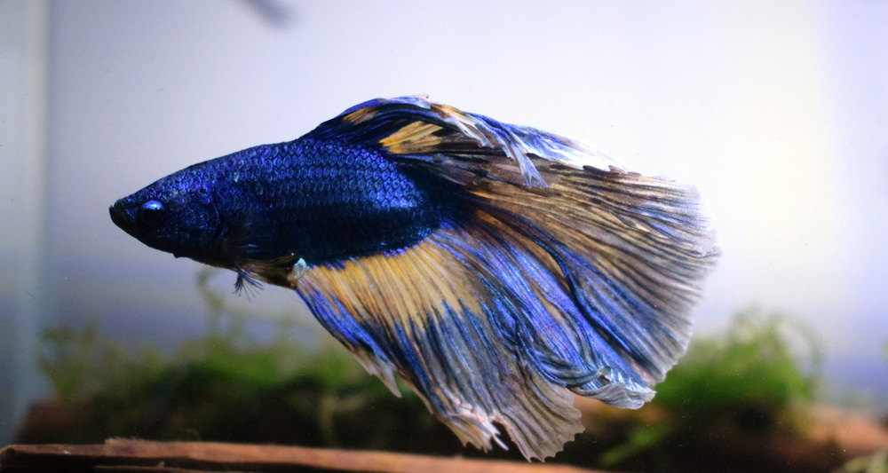 Foto ilustrativa do artigo: Peixe Betta: aquário, quanto tempo vive e cuidados