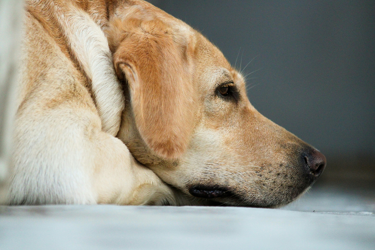 Foto ilustrativa do artigo: 7 sinais de problemas no coração do cachorro (e o que fazer)