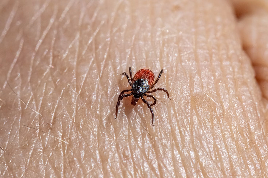 Foto ilustrativa do artigo: Carrapato: sintomas, riscos, como tirar e prevenir