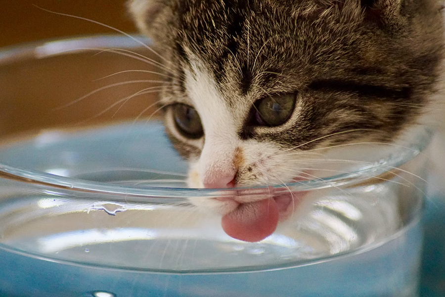 Foto ilustrativa do artigo: Gato bebendo muita água: 7 causas e o que fazer