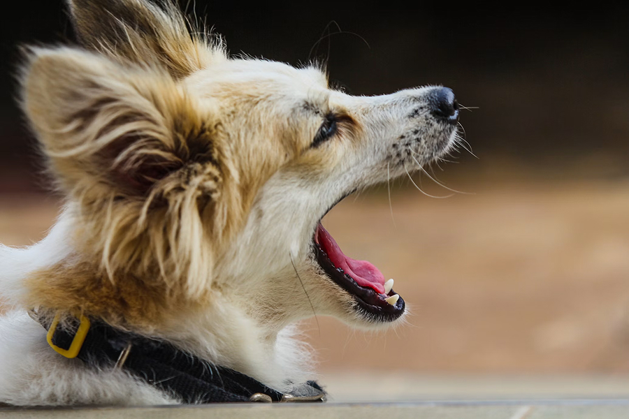 Foto ilustrativa do artigo: Cachorro tossindo: causas e sinais de alerta