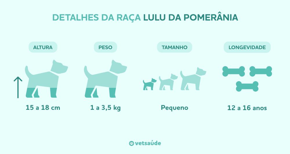 lulu-da-pomerania-caracteristicas.jpg