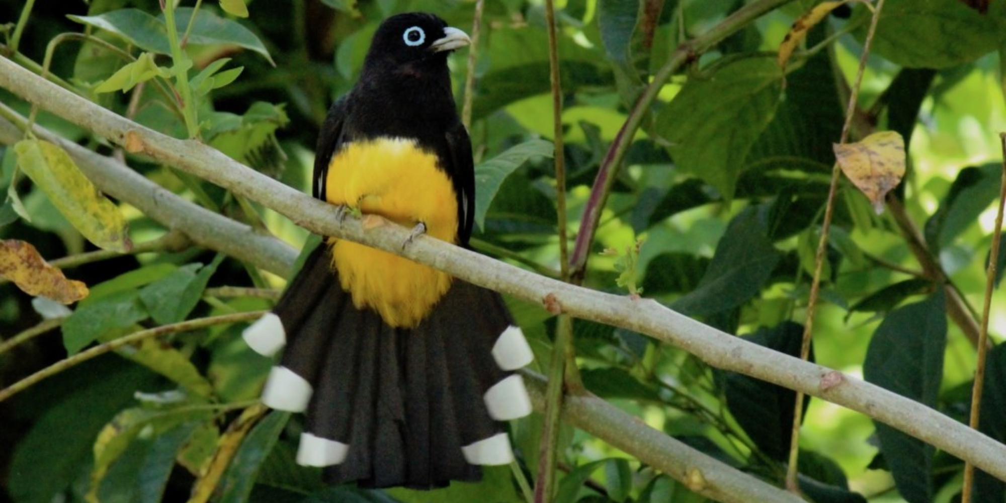 Visit TIkal from Belize