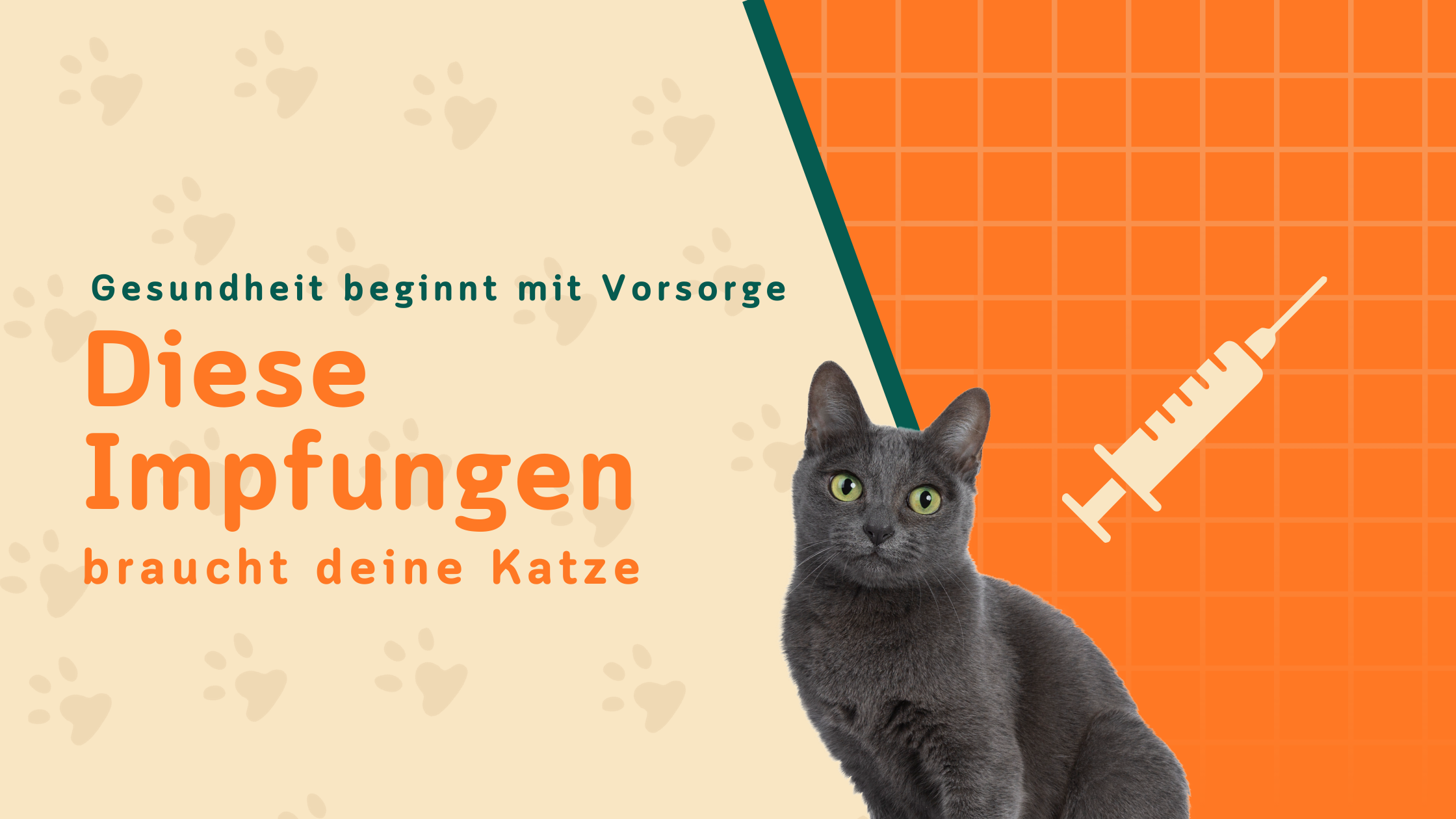 Katzen Impfungen – Diese Impfungen sind wichtig für deine Katze