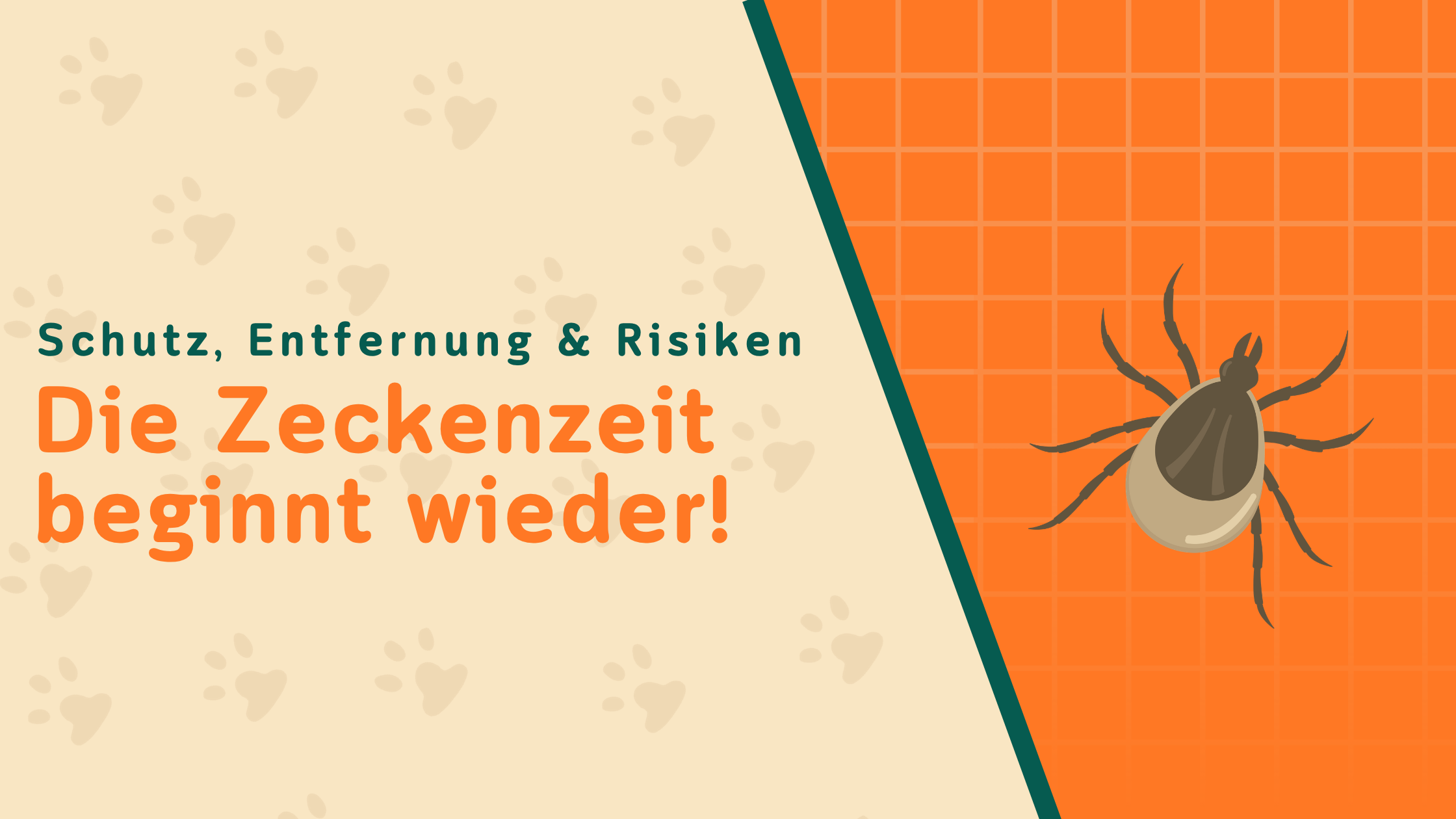 Zecken bei Hund und Katze: Das musst du jetzt wissen